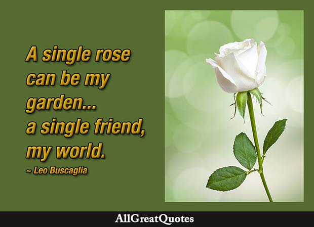 A single rose can be my garden... a single friend, my world. - Leo