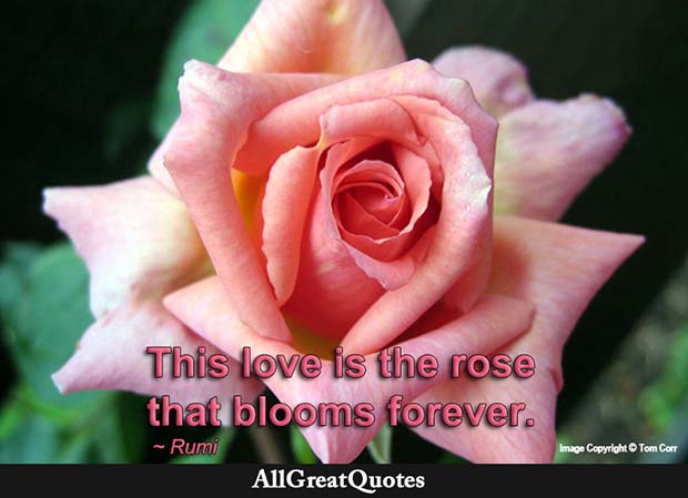 Rose That Blooms Forever Quote Rumi