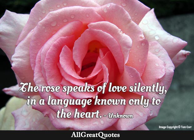 The rose speaks of love silently, in a language known only to the heart - Unknown